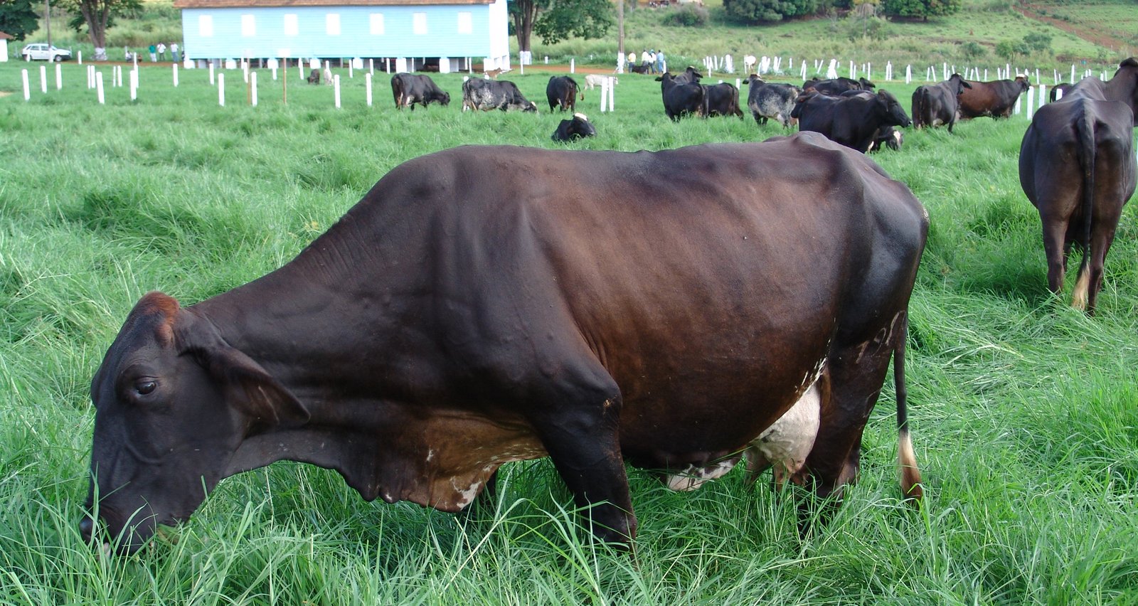 Gado Girolando em Campo Experimental. Foto: Divulgação EPAMIG