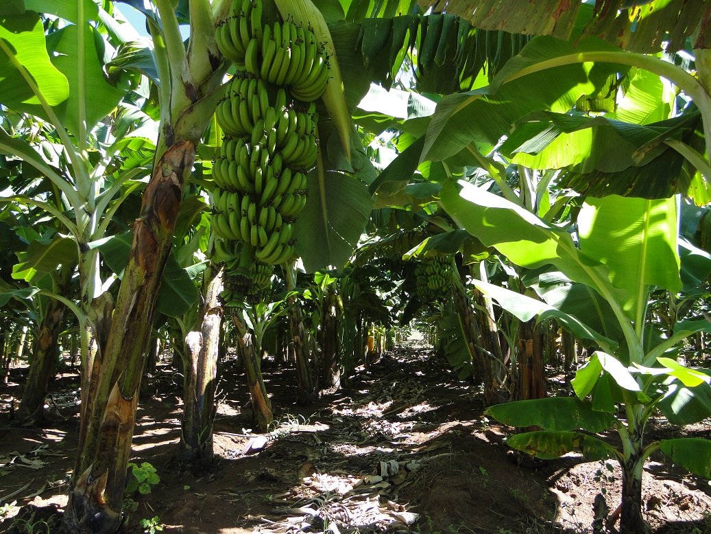 Curso irá mostrar irirgação por microaspersão em bananal- Foto Kellson Toletino-EPAMIG