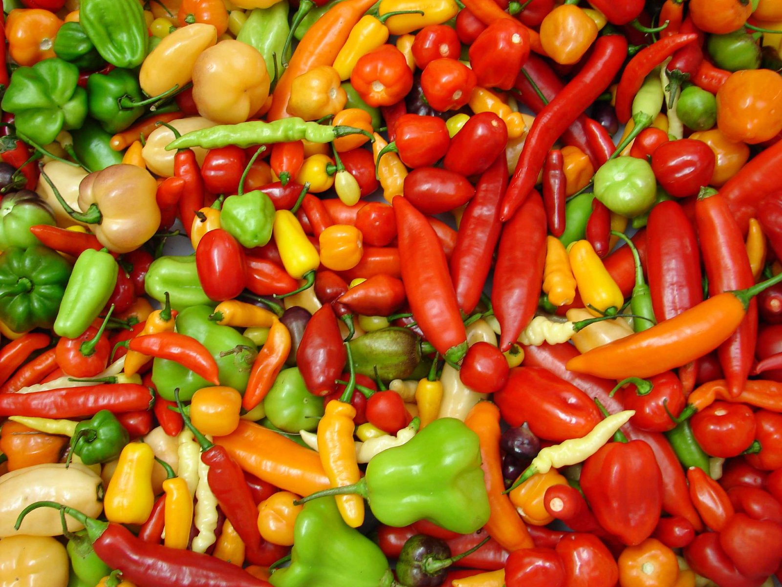 diversidade+formas+cores+pimentas+capsicum_000guve022102wx7ha0g934vgzxzxh90
