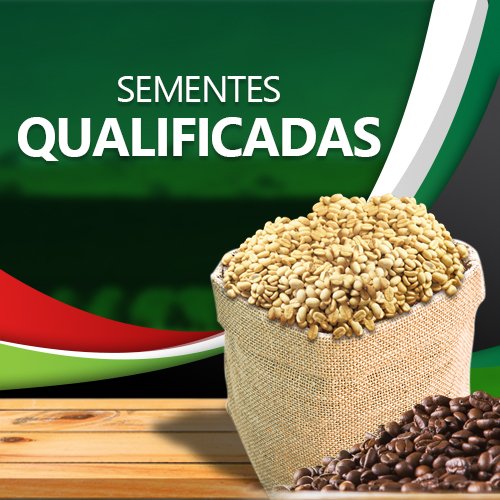 Sementes qualificadas