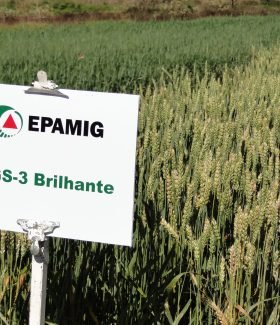 Cultivar trigo brilhante