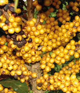 mudas_cafe_mgs_paraiso2