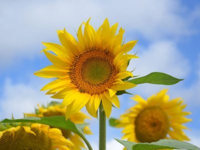 pep-floricultura-1024x683